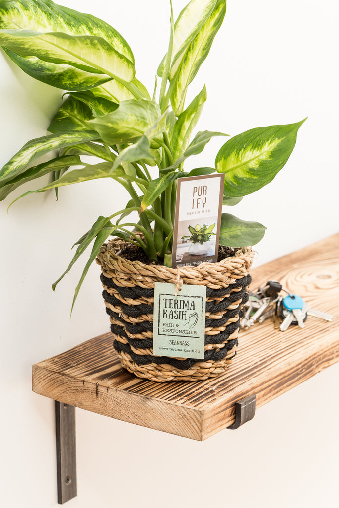 Scaffold Boards Make Perfect Shelves