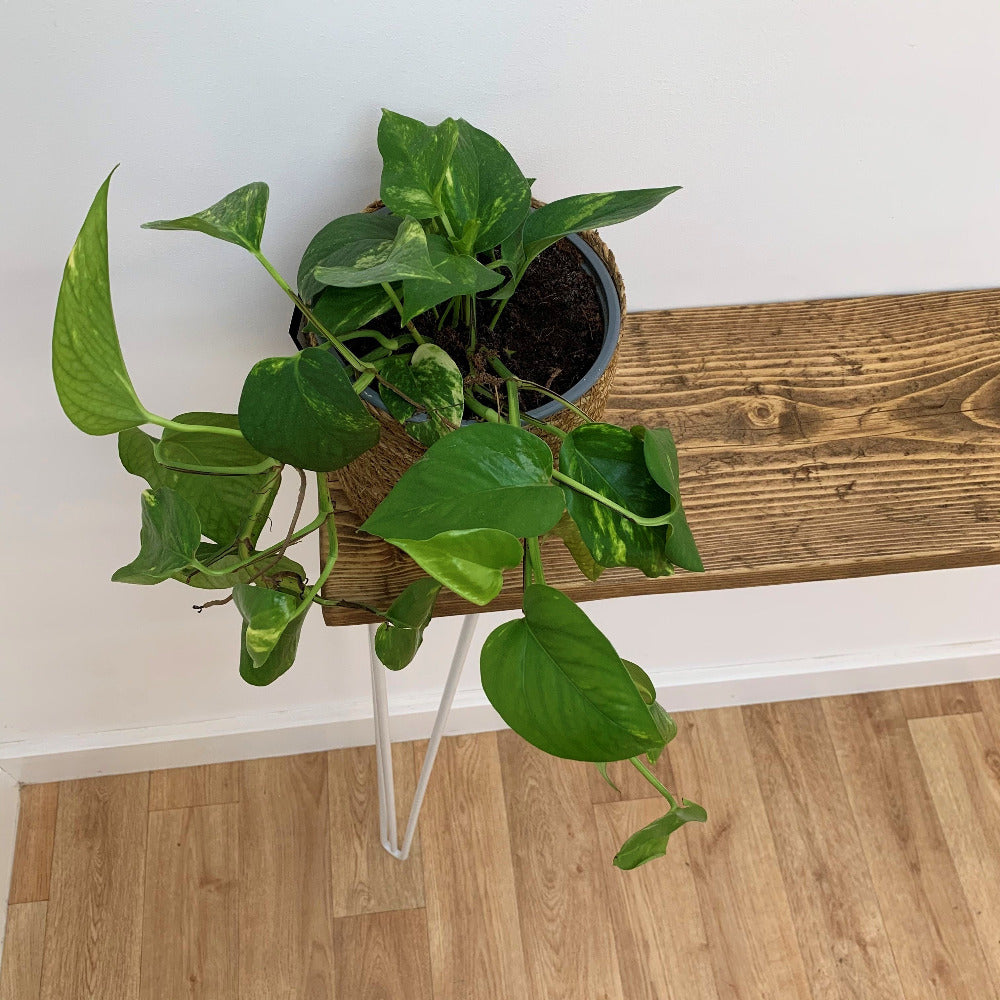 Aged timber console table with green plant